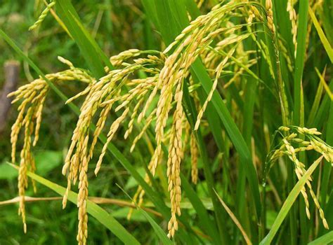 Rice Seed – hancockseed.com