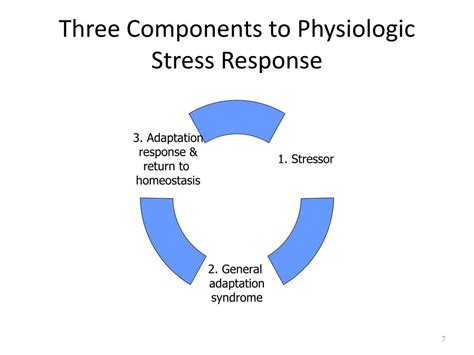 PPT - Homeostasis and The Stress Response PowerPoint Presentation, free download - ID:6369450