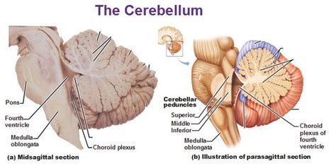 Physiology and functions of Cerebellum, Cerebellar lesions, Motor and Non-motor functions ...