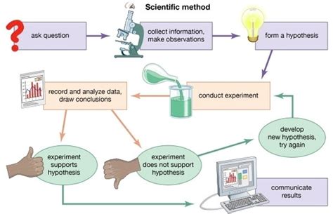 Scientific Method Diagram - Ygraph