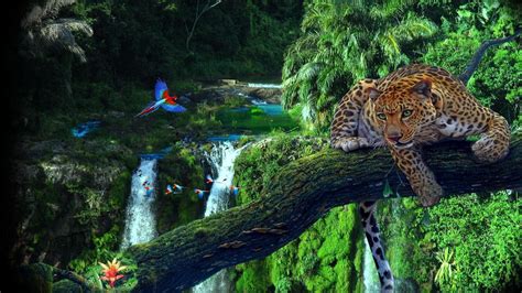 Rainforest 4k Wallpapers - Top Free Rainforest 4k Backgrounds ...