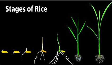 rice stages, seed germination | The process of seed germinat… | Flickr