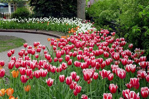 Plants with Red Flowers & Foliage | Garden Gate