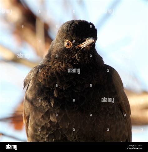 Close-up portrait of a female Eurasian blackbird Stock Photo - Alamy