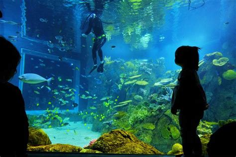 Toledo Zoo aquarium welcomes visitors - The Blade