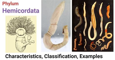 Phylum Hemichordata- Characteristics, classification, examples | Classification, Teaching ...