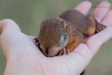 Baby Squirrels: Facts, Pictures & How To Help Them