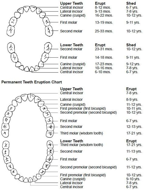 Baby Teeth Names And Numbers Chart