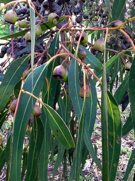 Iron Bark (Eucalyptus sp.) | Eucalyptus tree, Australian plants ...