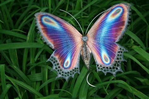 Opal Butterfly | Beautiful butterflies, Butterfly pictures, Butterfly ...