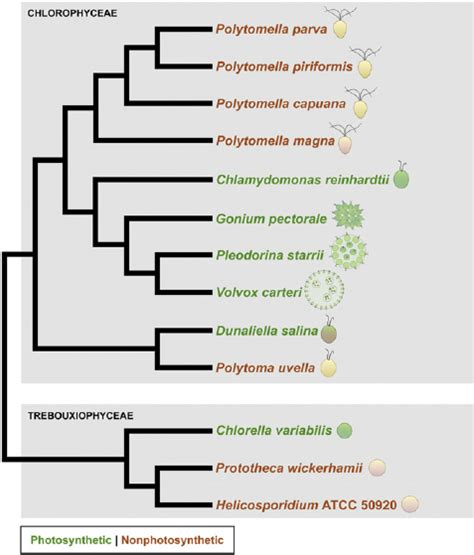 Chlorophyta Examples