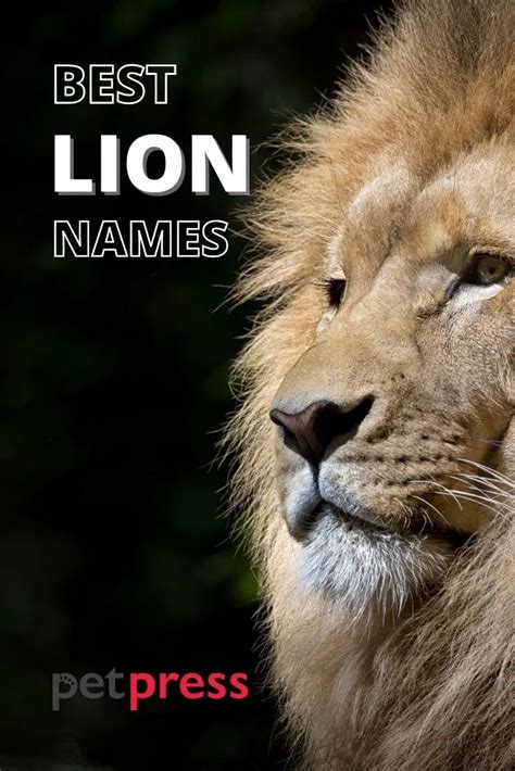 Lion Names - 330+ Awesome Lion Name Ideas with Meanings