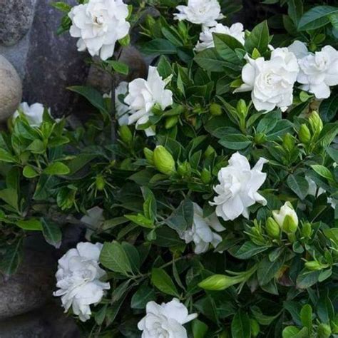 Cape Jasmine Seeds, 20pcs/pack | Fragrant flowers, Shade plants, Garden shrubs