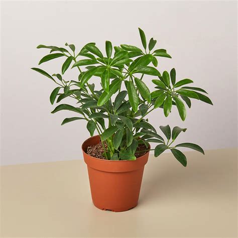 Schefflera Care — House Plant Shop