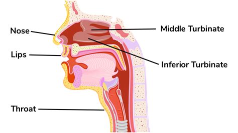 What is pregnancy nose? | Ohio State Health & Discovery