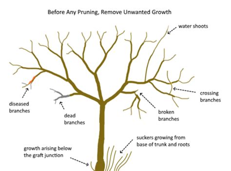 Pruning 101 – Not Far From the Tree