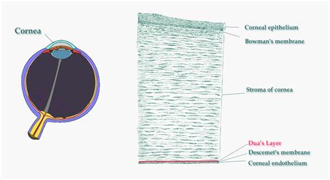 Scientists Discover Previously Undetected Layer in Human Eye - Dua’s ...