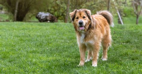 Golden Retriever Mix - A-Z Animals