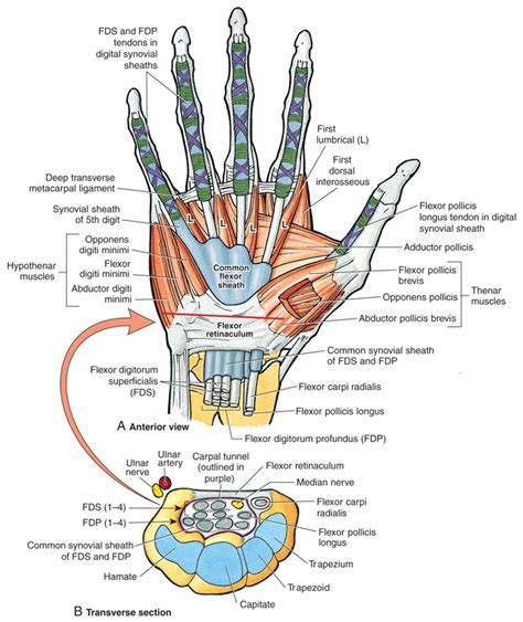 Carpal Tunnel Syndrome | Anatomy, Medical anatomy, Human anatomy and ...