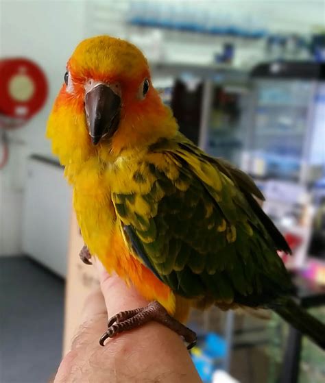 Talking Parrots Melbourne | Plenty of Baby Parrots in Stock