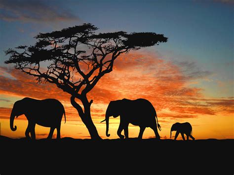 African Safari Elephants Wallpapers - Wallpaper Cave