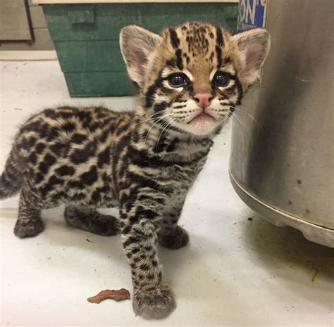 Nico the Ocelot Makes His Public Debut | WGRZ.com