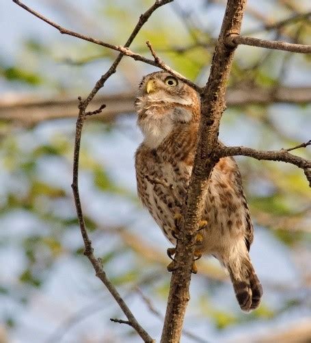 Cuban Pygmy-Owl – birdfinding.info