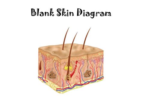 Integumentary System 1 Diagram | Quizlet