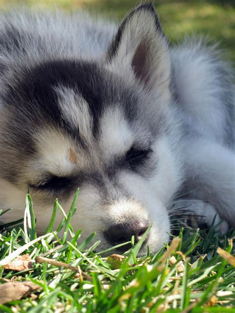 Sleeping Husky Puppy by Tailfeathrz on DeviantArt