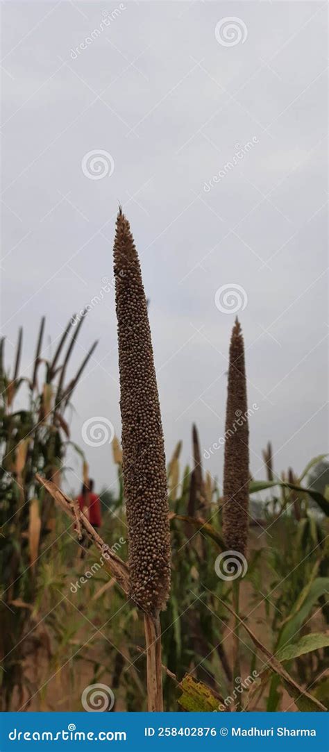 Picture of Field Having Bajra Farming. Stock Photo - Image of flower ...