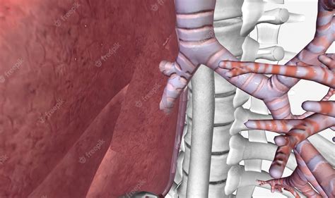 Premium Photo | Lower respiratory tract bronchi and lungs