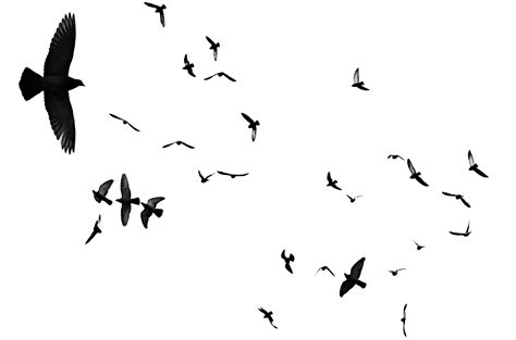 Birds Flying On White Free Stock Photo - Public Domain Pictures