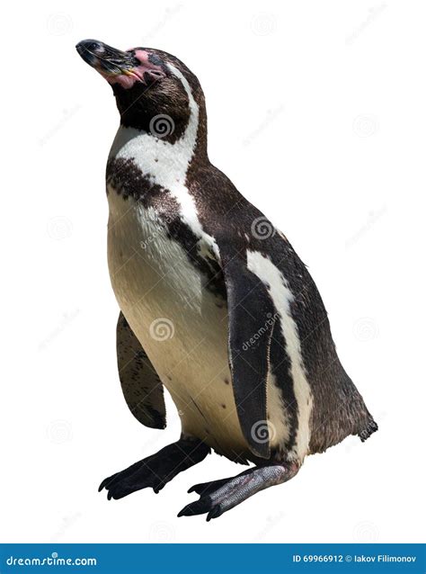 Penguin Sitting Stock Photo - Image: 69966912