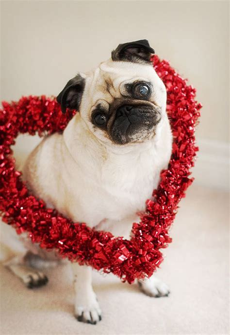 20 Most Cutest Valentine's Day Dogs | HomeMydesign