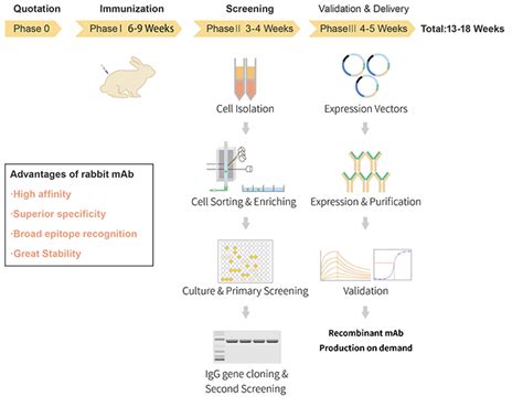 4 Methods for Rabbit Monoclonal Antibody Production