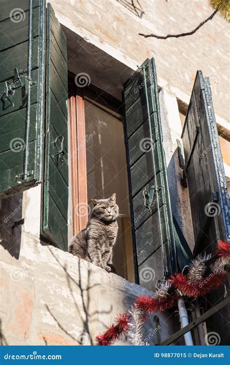 Cat Sitting on the Window Shelf, Stock Image - Image of glass, sleepy ...