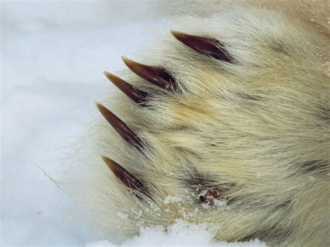 Bear Pictures - National Geographic | Polar bear paw, Polar animals ...