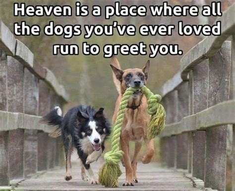 Squirrel-Chasing Doggo Memes (43 Dog Memes) | Dog quotes, I love dogs, Dog lovers