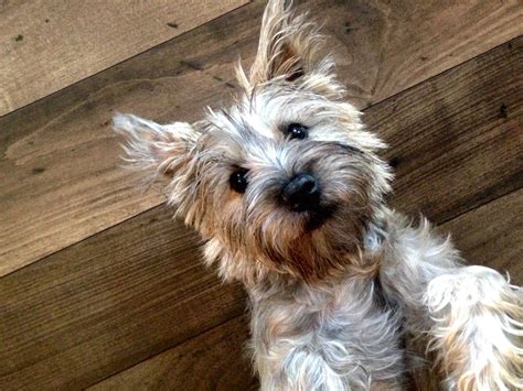 Such beautiful Cairn color! Little Axel is laying back relaxing! | Cairn terrier, Terrier ...