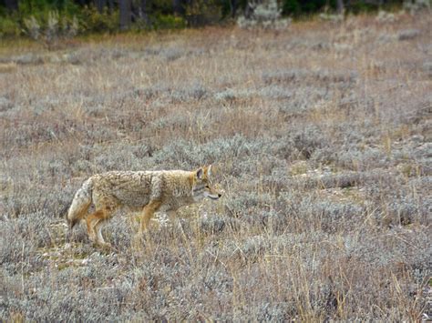 Wolf-coyote Hybrid by Harry Lamb