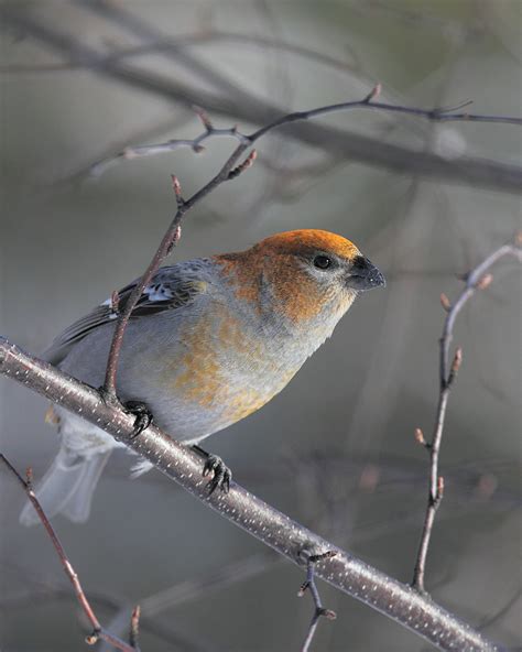 Collected Images — Pine Grosbeak (female) by Doug Dance Nature...