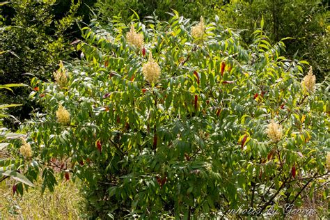 "What's Blooming Now" : Winged Sumac (Rhus copallina)