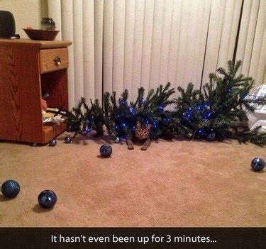 Wreck the Halls: 12 Pictures of Cats Destroying Christmas Trees | Cuteness