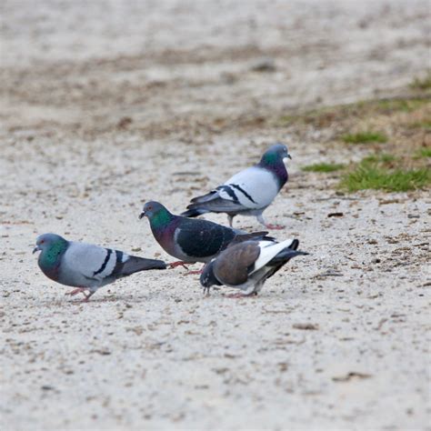 Rock Pigeon - Bird Watching Academy