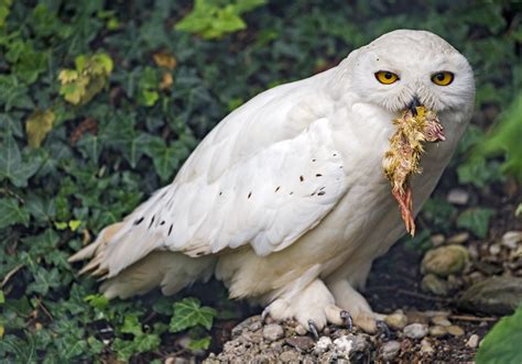 Do Owls Eat Birds?