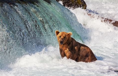 a brown bear standing in the water near a waterfall