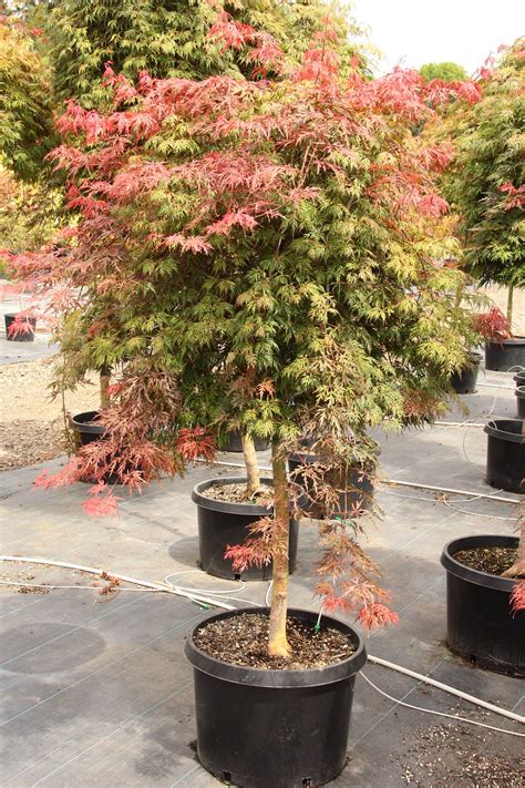 Acer palmatum 'Orangeola' Japanese Maple | Conifer Kingdom