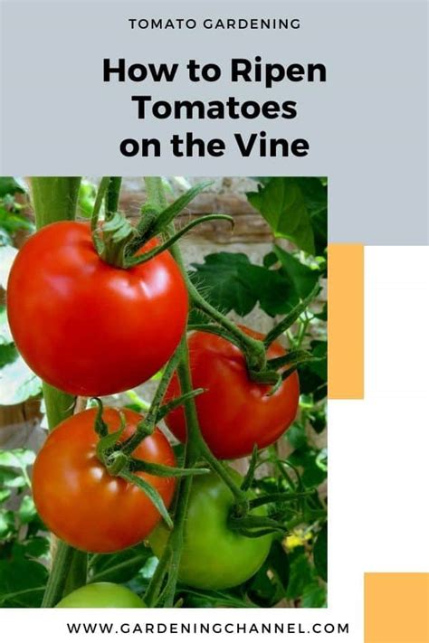 How to Ripen Tomatoes on the Vine - Gardening Channel