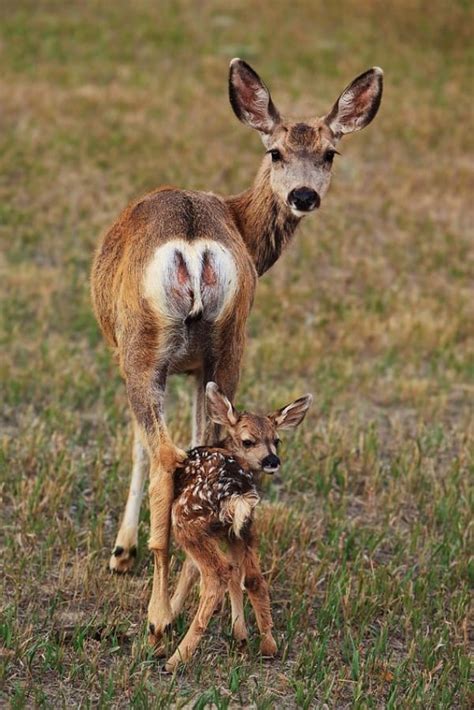 35 Amazing Cute Baby Animal Pictures