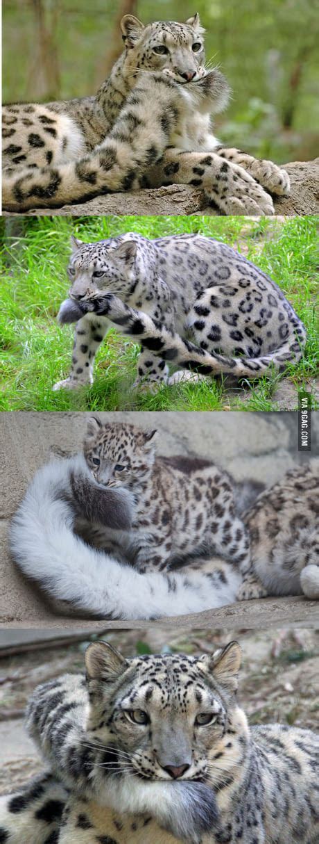 This. This is why Snow Leopards are the best big cats~ - Animals | Wild ...